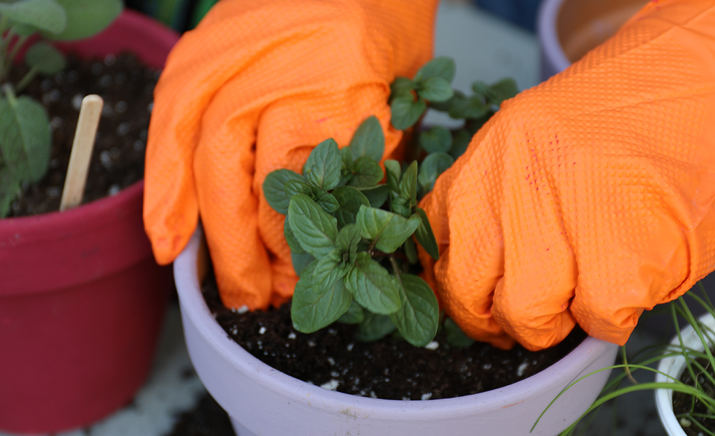 Two hands planting an herb in a planter.