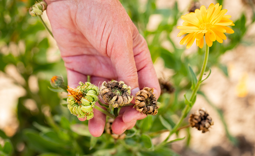 Hints and How-Tos for Seed-Saving in Your Garden - The Home Depot