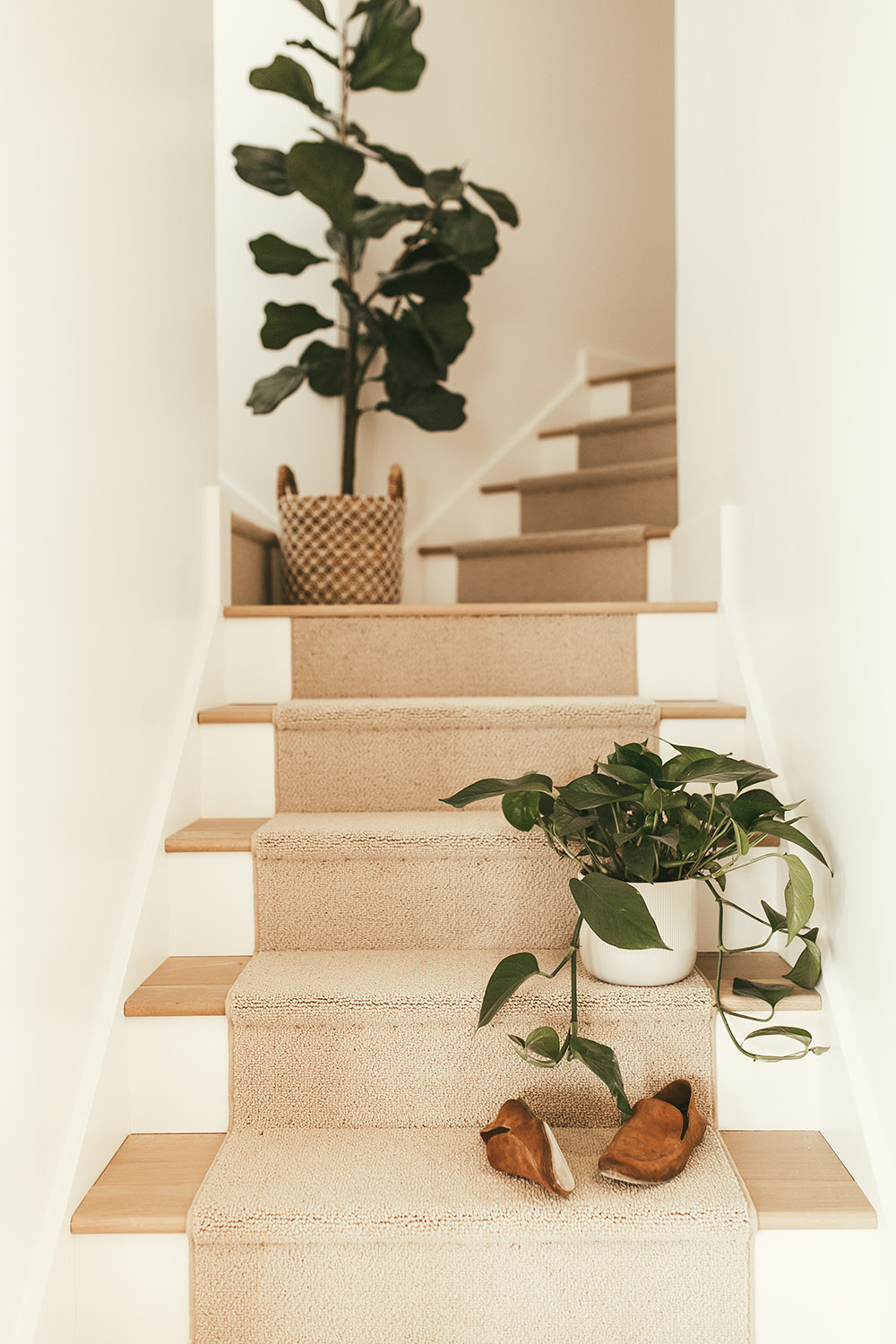 Staircase with carpet and green plants 