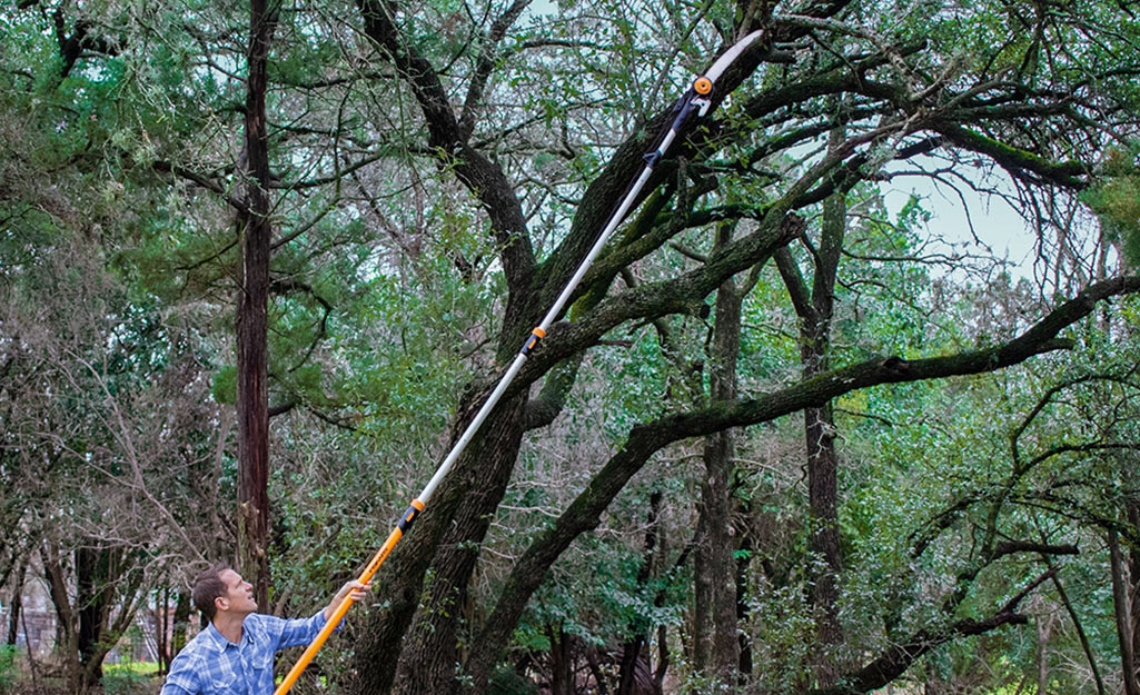 Long pole store pruner