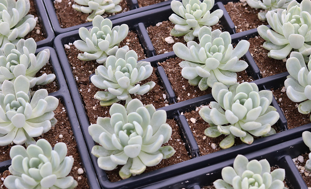Succulents in nursery trays Succulents in nursery trays
