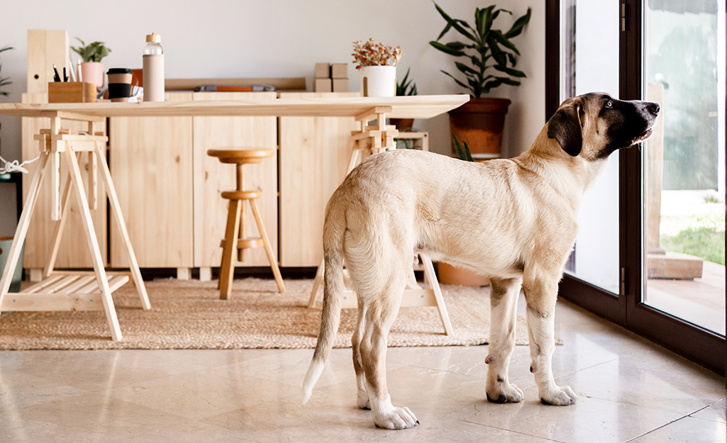 A dog standing in a dining room.