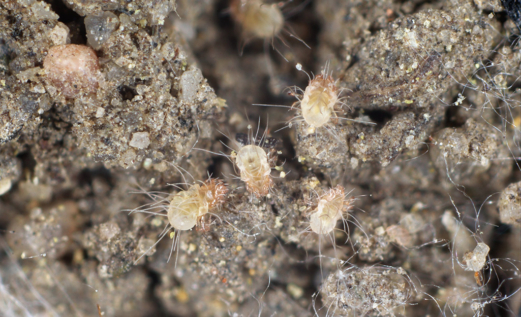 A close-up of dust mites.