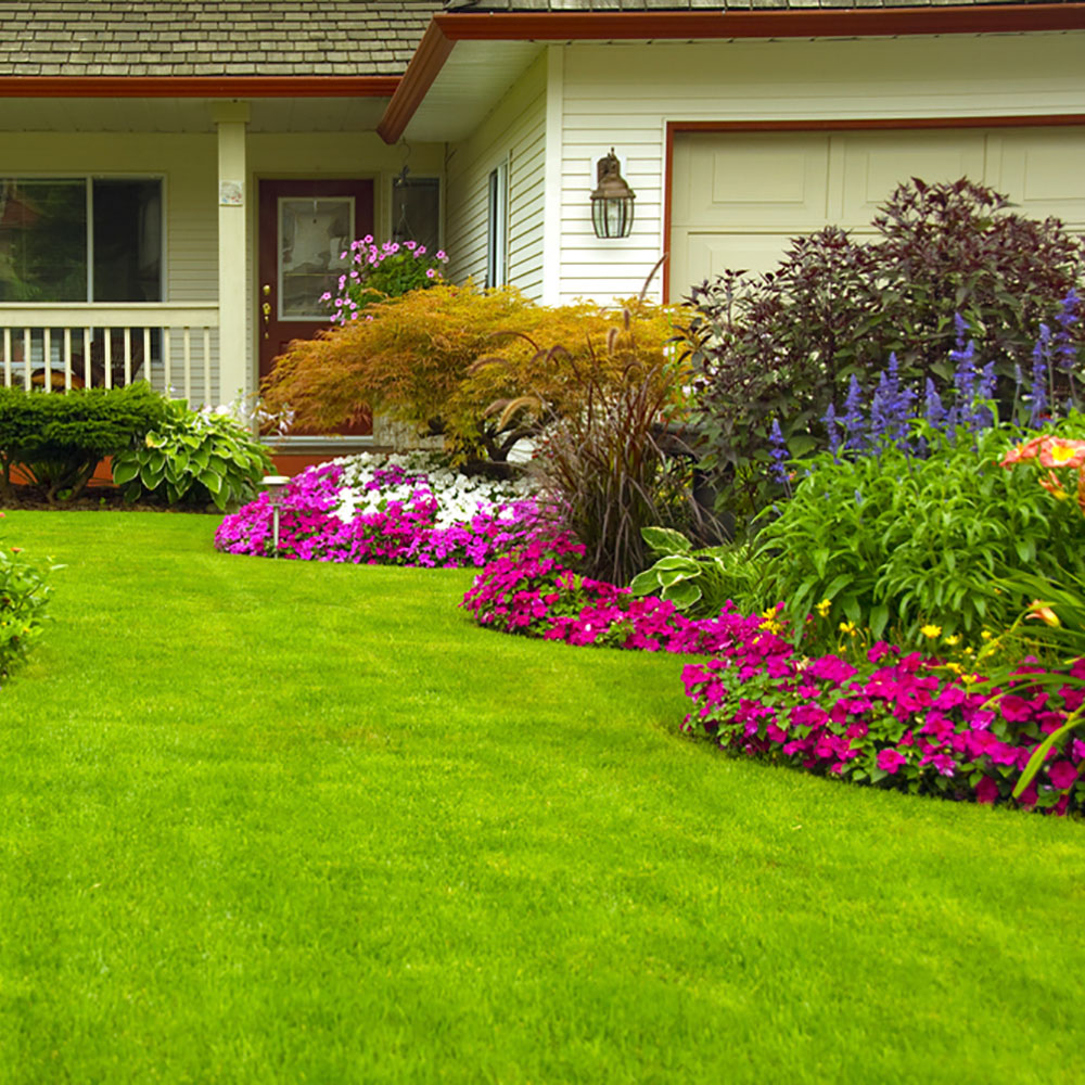 A lush, green lawn, bordered by a curving flower bed, in front of a white house.