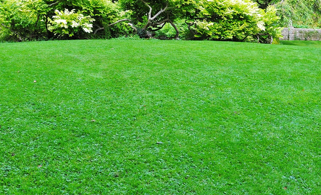 A lush, green lawn bordered by shrubs.