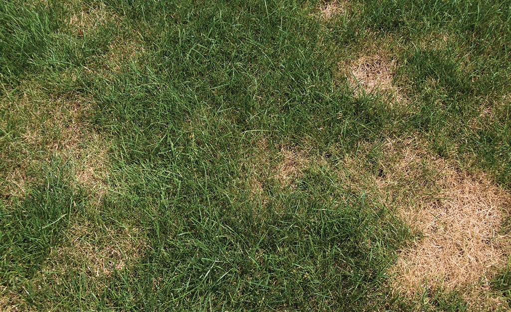 A lawn with thin, brown patches of grass.