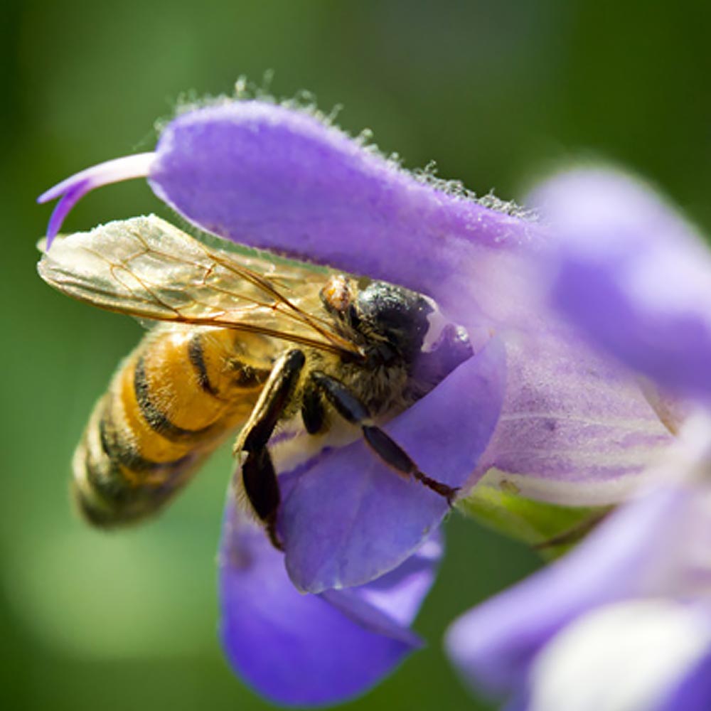 attract bees wild honey Northwest Wild Flowers  for an amazing lawn 