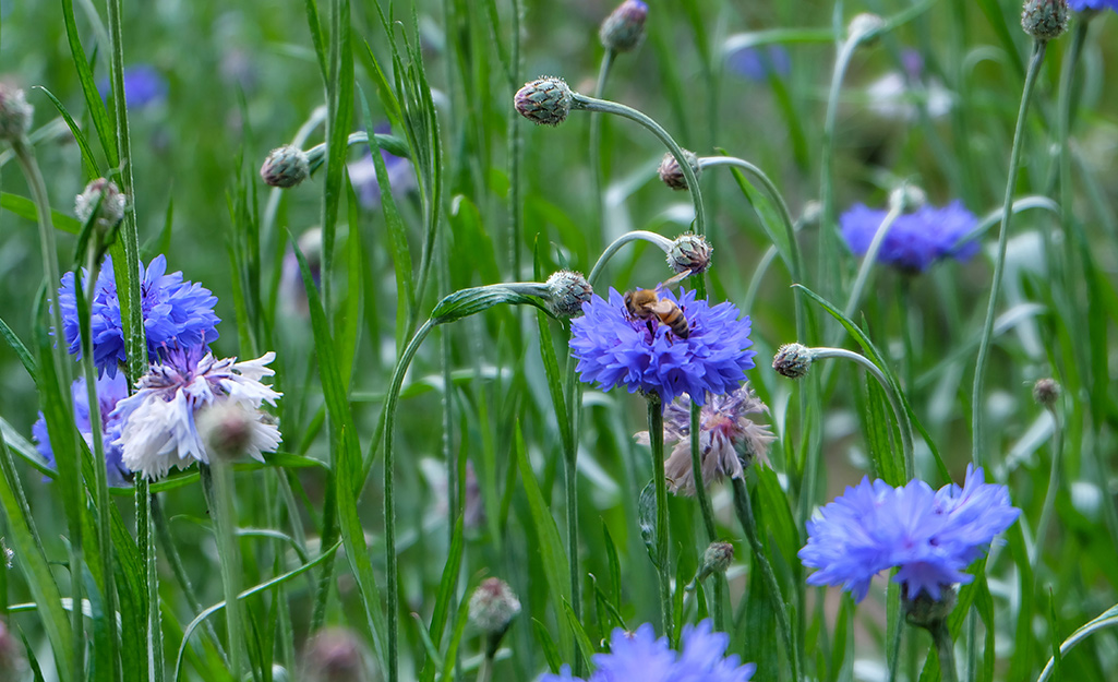 A bee sitting on a purple flower in a field