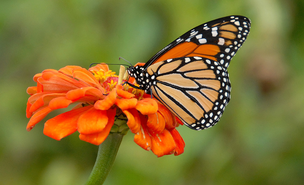 How to Attract Butterflies to Your Garden - The Home Depot