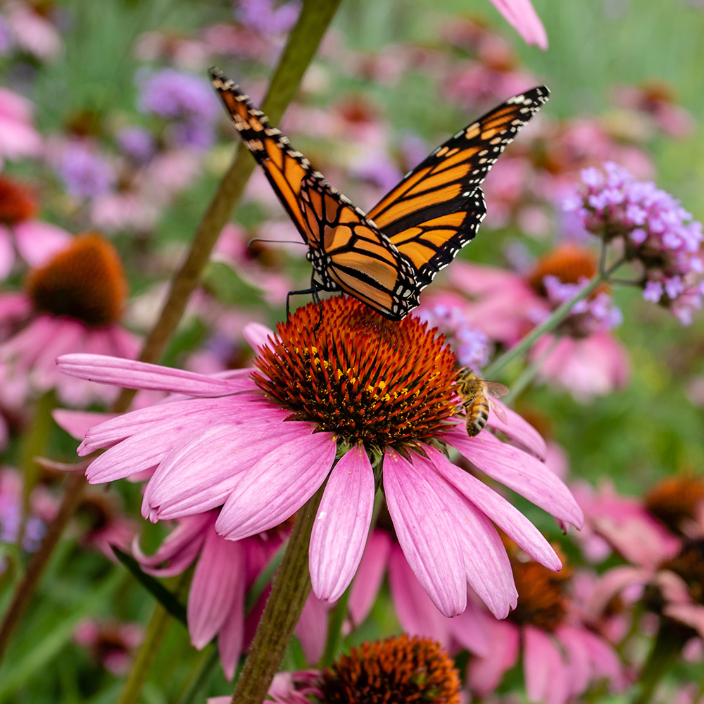 Purple Butterfly Pictures On Flowers