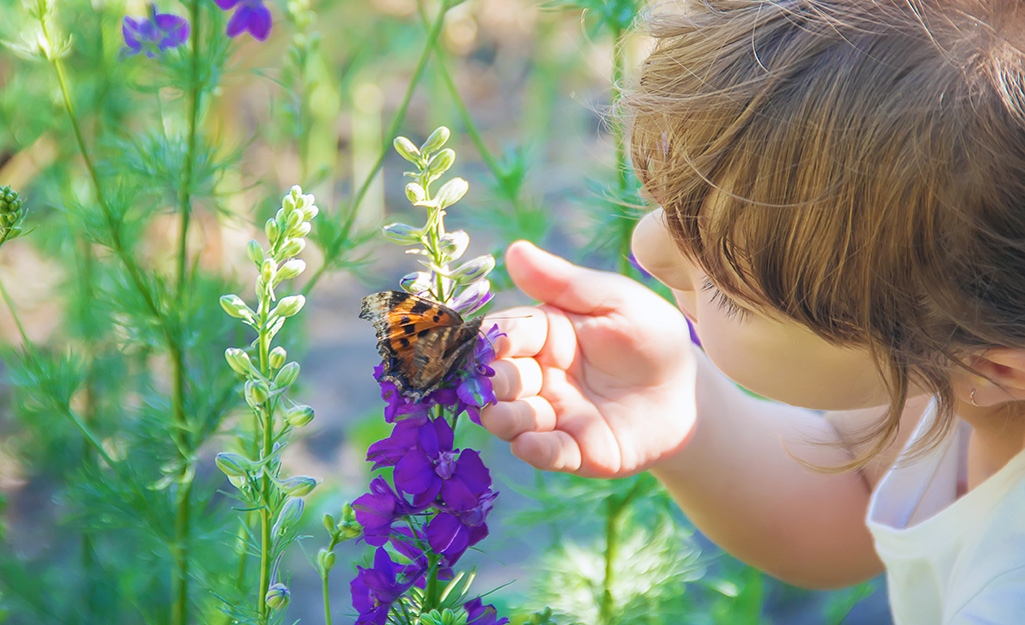 How to Attract Butterflies to Your Garden - The Home Depot