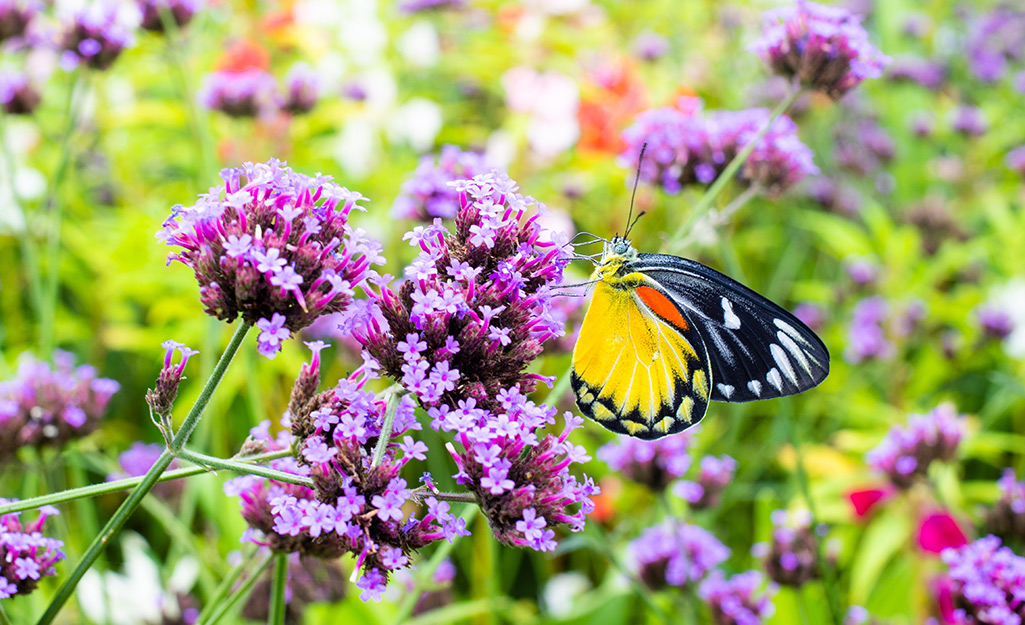 How to Attract Butterflies to Your Backyard in 6 Steps