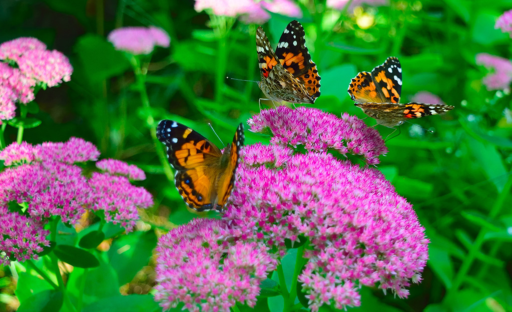 Want more butterflies in your garden? These plants will draw more