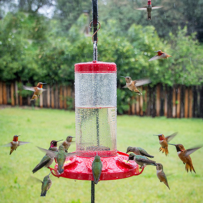 How to Attract Hummingbirds