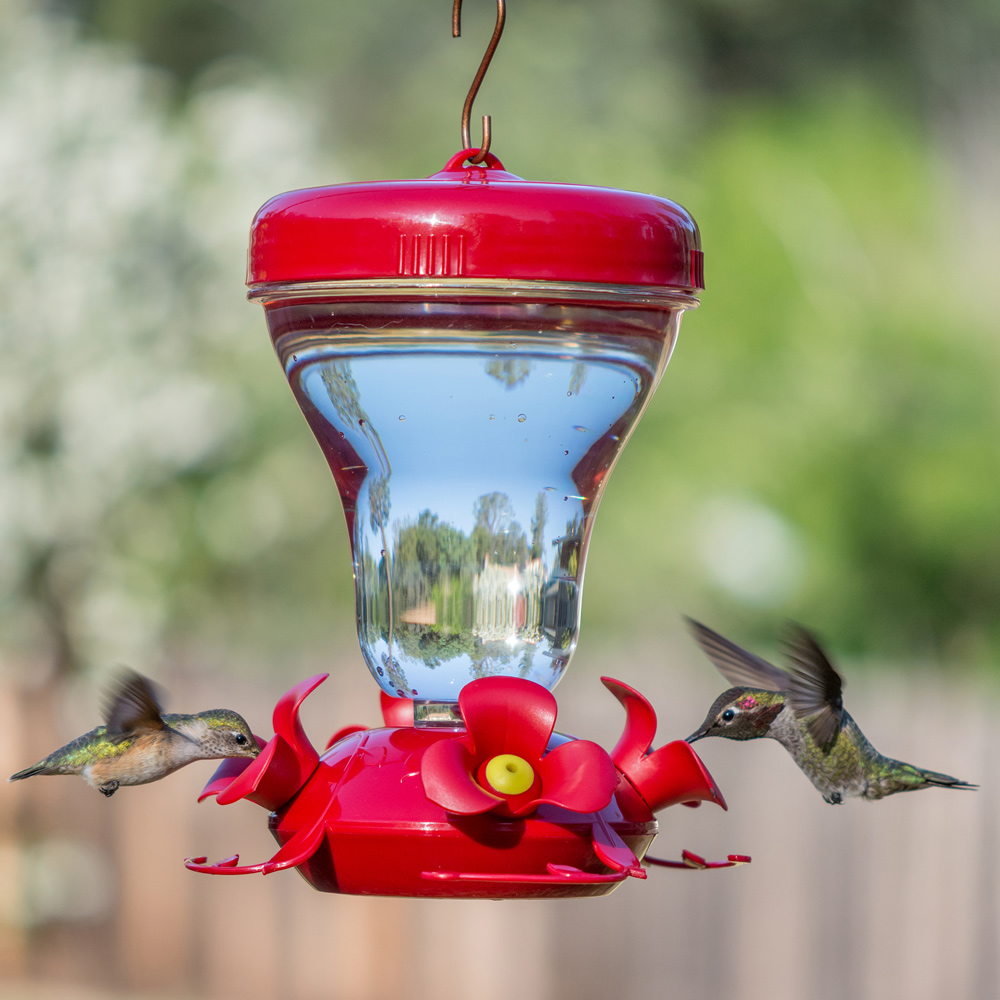 How To Attract Hummingbirds The Home Depot,What Are Cloves In Bemba