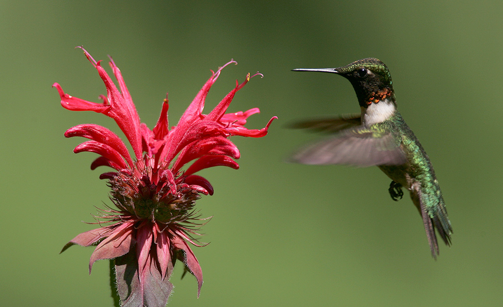 How To Attract Hummingbirds The Home Depot,Portable Electric Grills