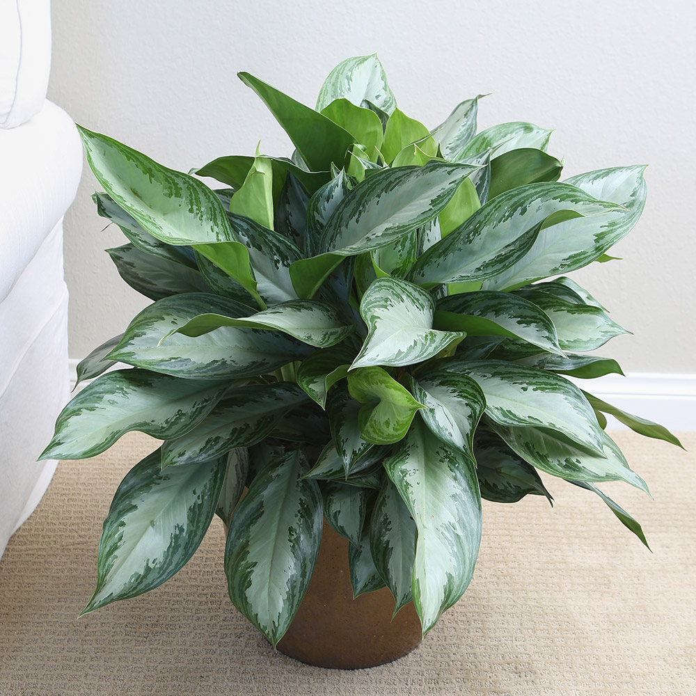 Indoor Plants That are Easy to Maintain | Plants, Indoor plants, Easy plants