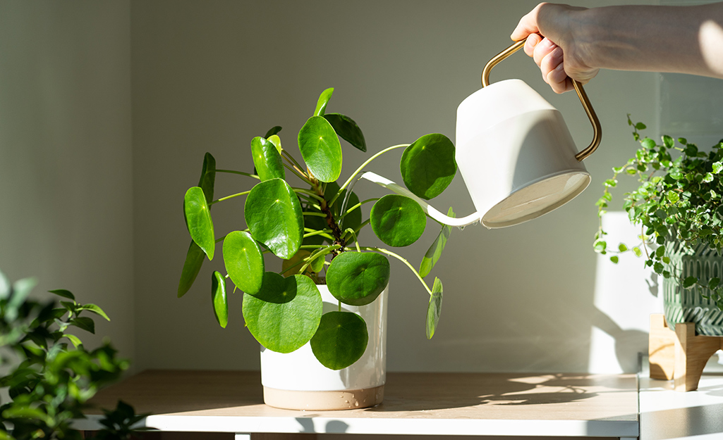 A person uses a watering can to water a houseplant in a sunny spot. A person uses a watering can to water a houseplant in a sunny spot.