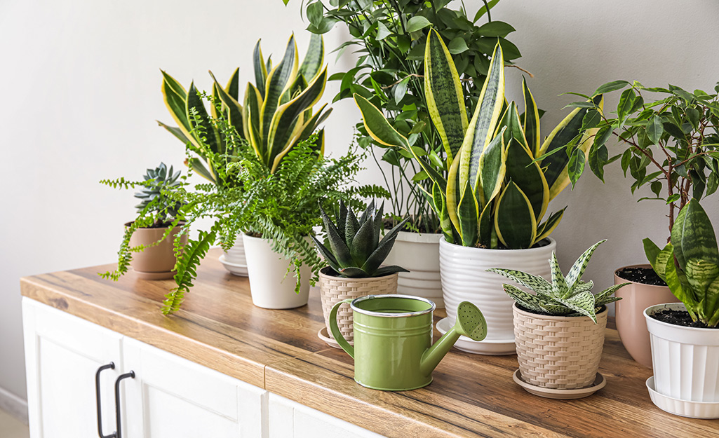 How to Be the Best New Houseplant Parent - The Home Depot