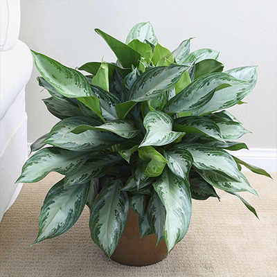 How to Be the Best New Houseplant Parent
