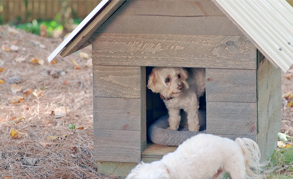 Dog inside a dog house.
