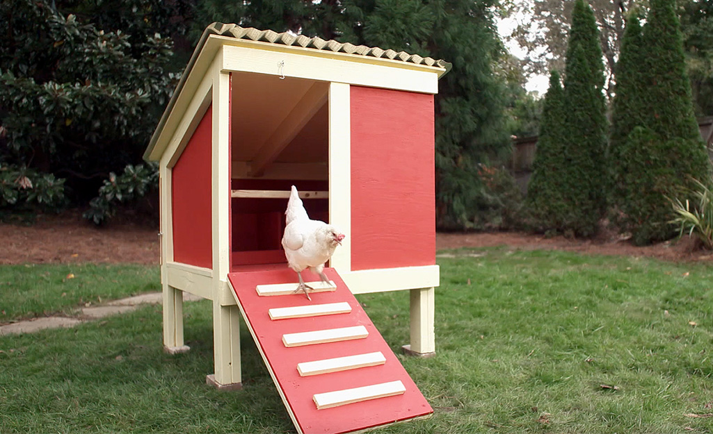 A chicken investigates its new chicken coop home.
