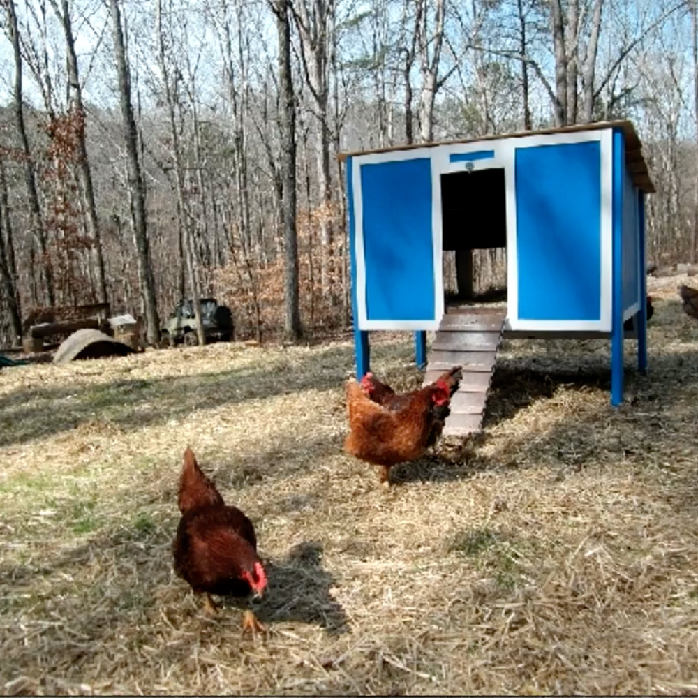 A blue chicken coop surrounded by chickens. A blue chicken coop surrounded by chickens.