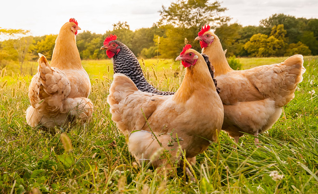 Chickens grazing in the grass. Chickens grazing in the grass.