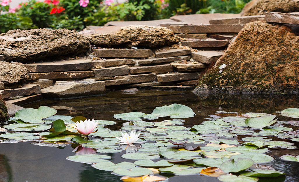 The surface of a fish pond blooms with water lilies and lily pads.