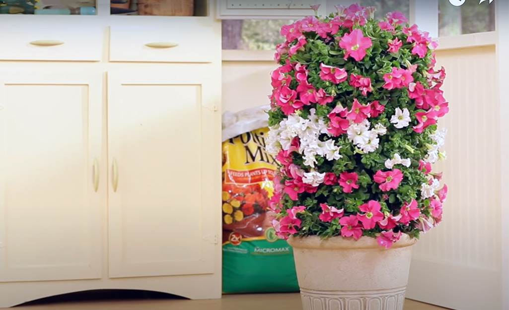 Pink and white petunias in a container