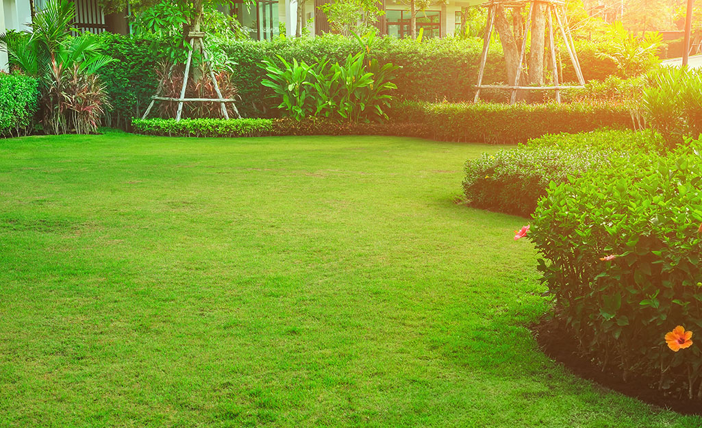 A flat section of a grassy yard is bordered by a curve of shrubs. A flat section of a grassy yard is bordered by a curve of shrubs.