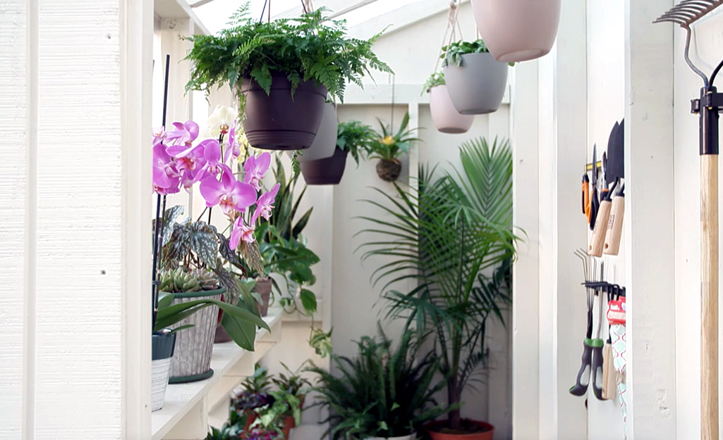 Inside a greenhouse, potted plants hang from the ceiling and sit on shelves and a rack provides space for gardening tools.  