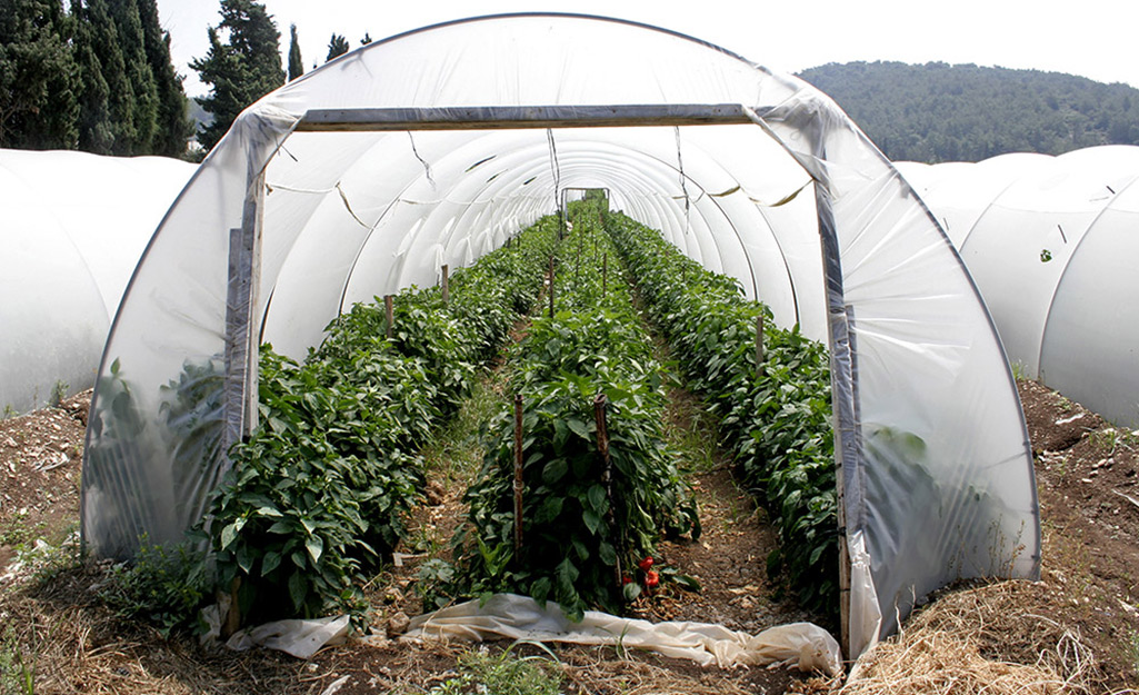Three rows of leafy green plants grow inside a greenhouse with a cover of plastic sheeting.