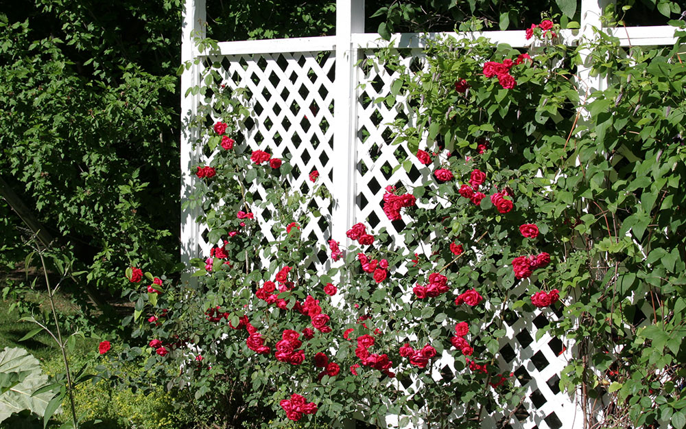 A group of roses growing along a garden trellis