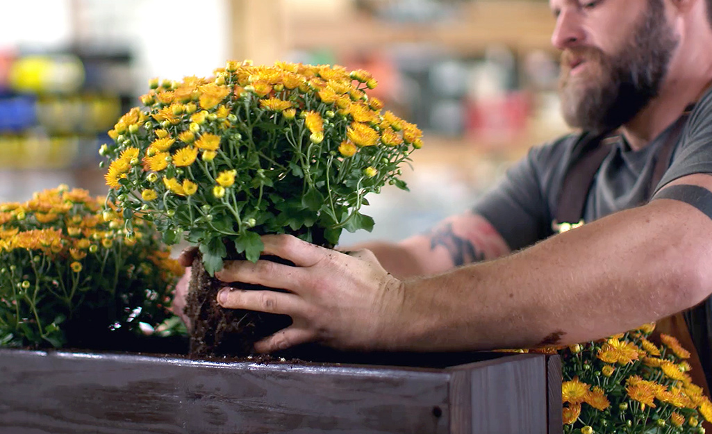 Tips for starting an indoor planter box