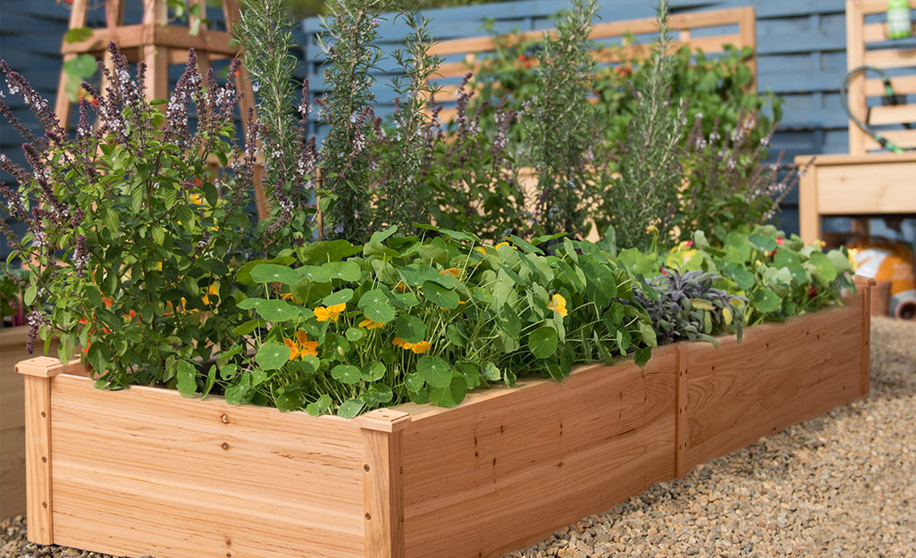 Vegetable plants growing in a raised garden bed