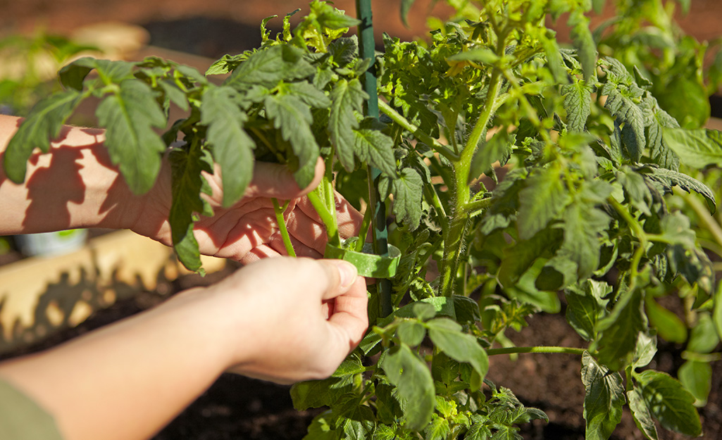 Gardener tending tomato plants in a raised garden bed.