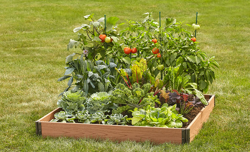 A raised garden bed with a variety of vegetable plants