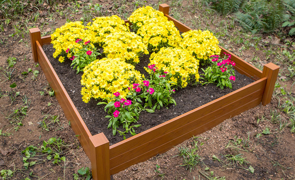 Plants with yellow flowers in a raised garden bed.