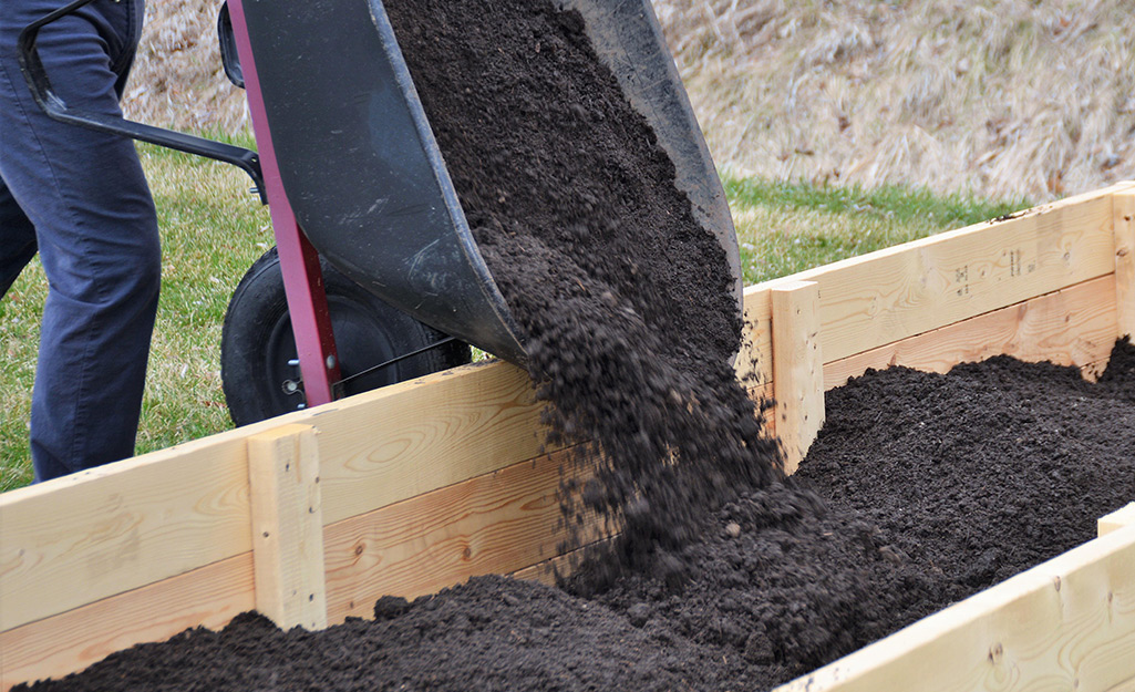 Gardener pours soil into raised garden bed