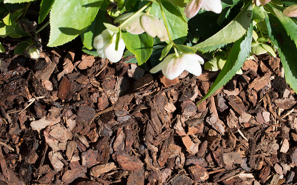 A closeup of pine mini-nugget mulch in a garden bed.