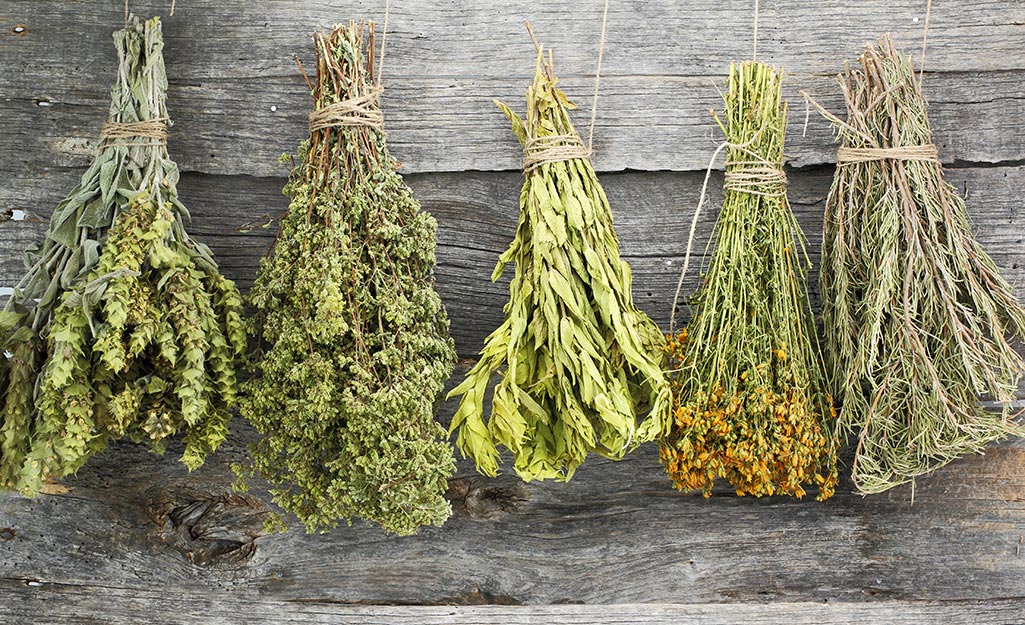 Herbs drying upside down. Herbs drying upside down.