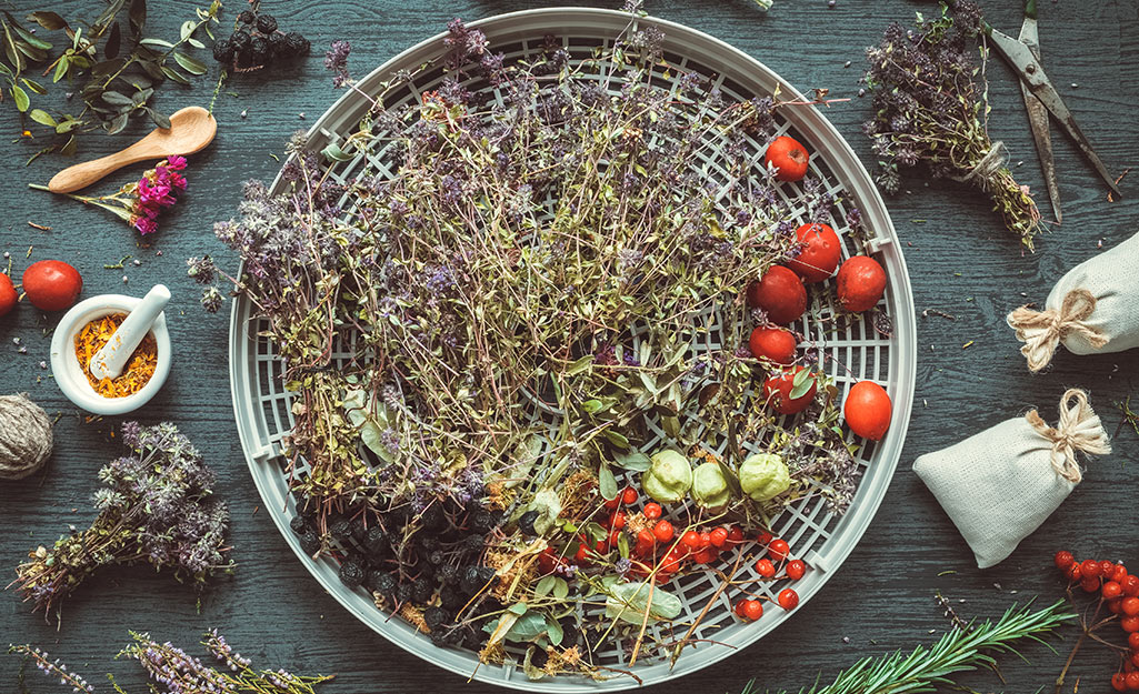 Vegetables and herbs drying on a rack. Vegetables and herbs drying on a rack.