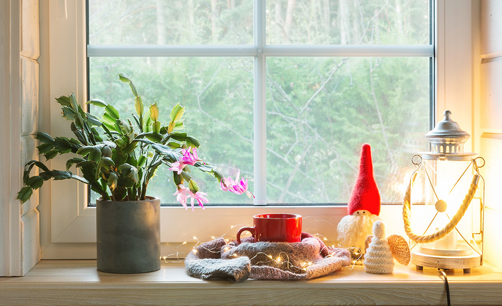A Christmas cactus in a bright window A Christmas cactus in a bright window
