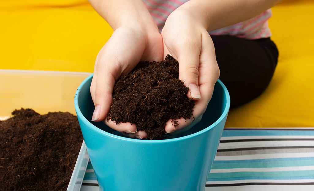 Gardener holding potting soil Gardener holding potting soil