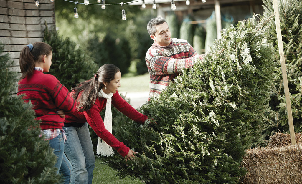 People choosing a Christmas tree from the bunch.