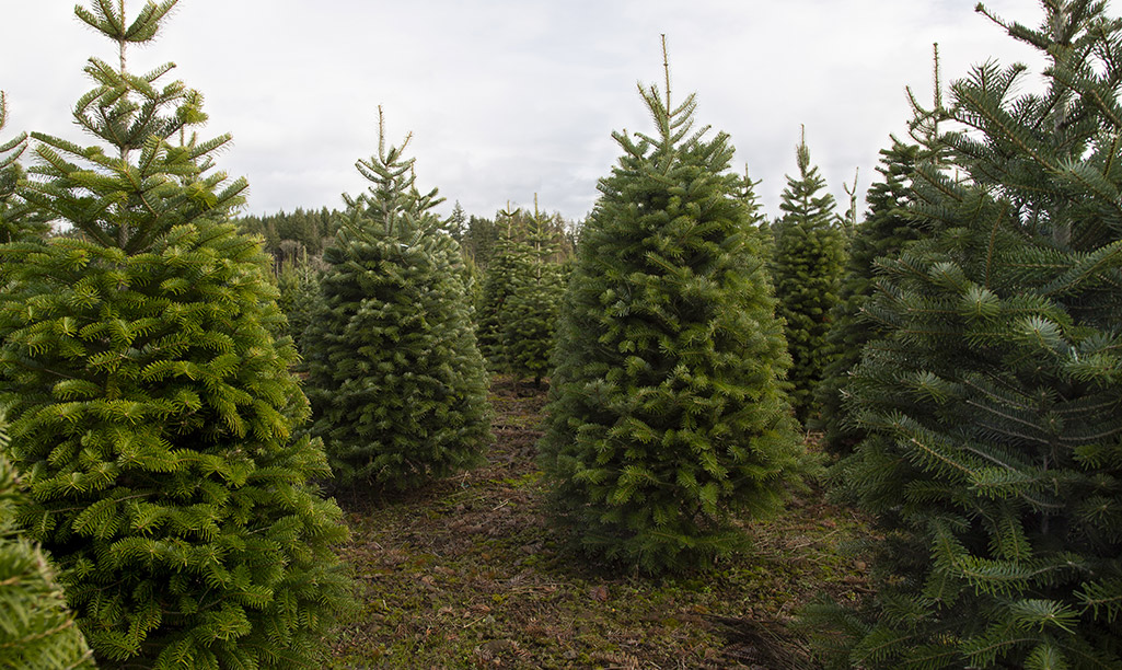 Many Christmas trees on a plot of land.