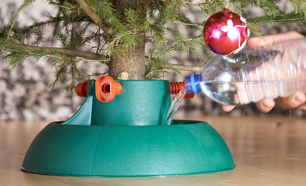 A person watering their Christmas tree.