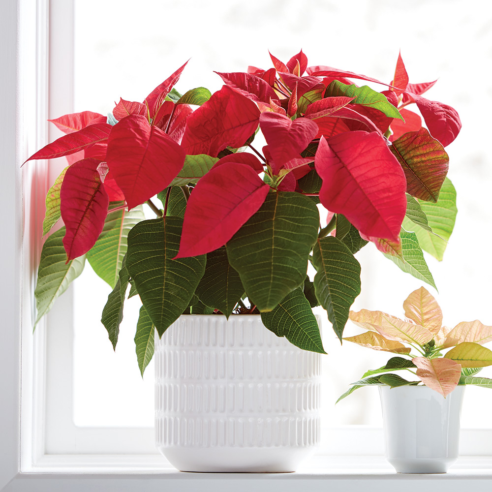 how-to-care-for-poinsettias-all-year-deafening-bloggers-pictures