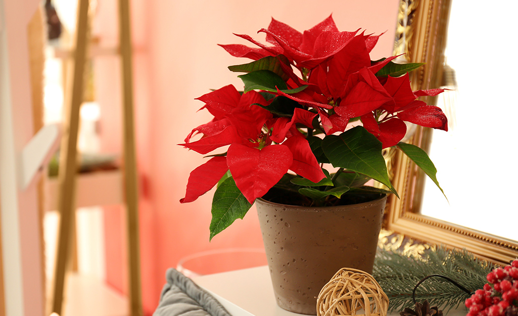 Red poinsettia on a table